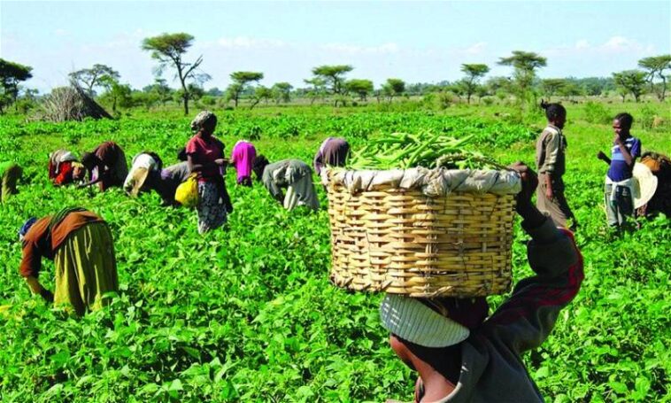 FG shares farm inputs to 60 cassava farmers in Edo