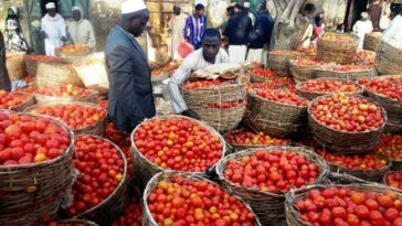 Nigerians groan under weight of tomato prices