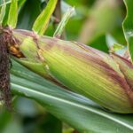 Ykskzfr5U0M North-central nigeria dry season farming