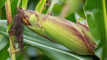 North-central Nigeria dry season farming